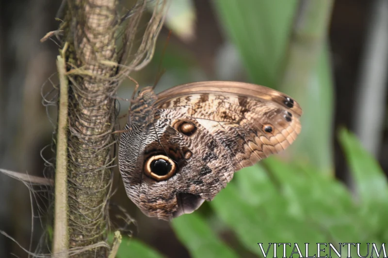 PHOTO Butterfly Wing Close-up with Owl Eye Pattern