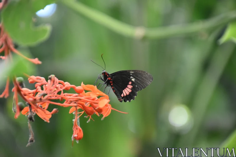 PHOTO Butterfly Feeding on Vibrant Blooms