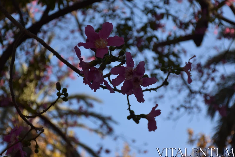 PHOTO Tranquil Pink Flowers in Silhouette