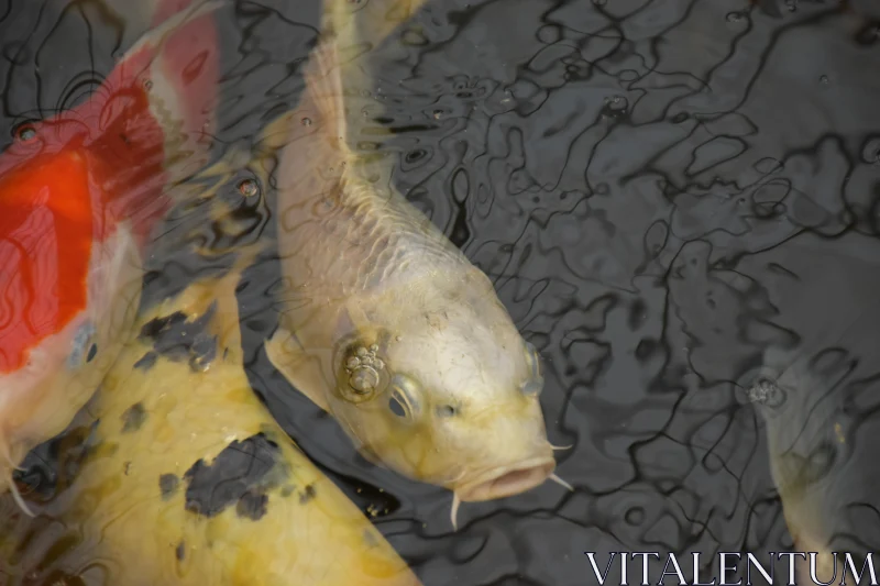 PHOTO Colorful Koi Fish in Tranquil Waters