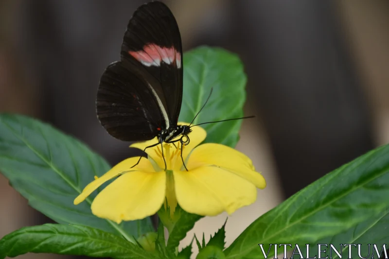 Butterfly Feeding Close-Up Free Stock Photo