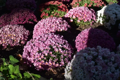 Sunlit Chrysanthemum Blooms