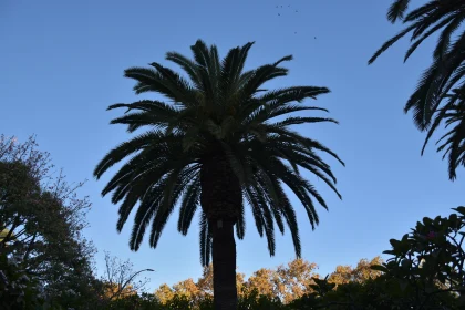 Silhouetted Palm Tree in Tranquil Setting