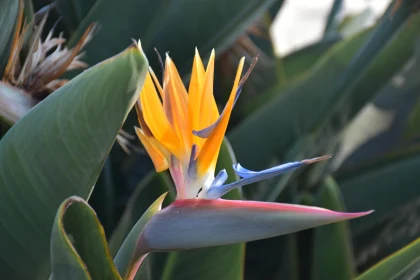 Tropical Bird of Paradise Blossom