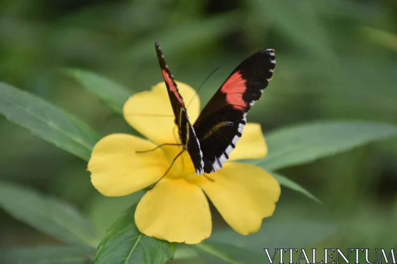 Butterfly Perched on Bloom Free Stock Photo