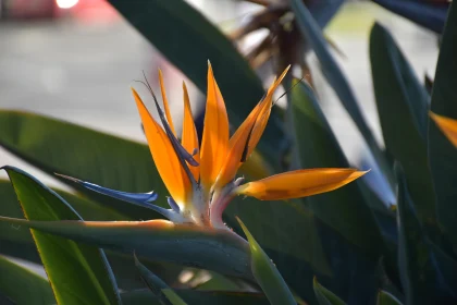 Tropical Bird of Paradise Bloom