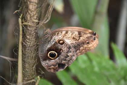 Butterfly Wing Close-up with Owl Eye Pattern