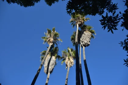 Silhouetted Palms in Tropical Serenity