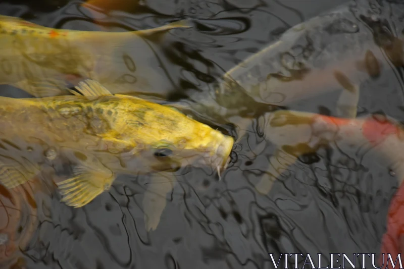 PHOTO Peaceful Koi Swimming