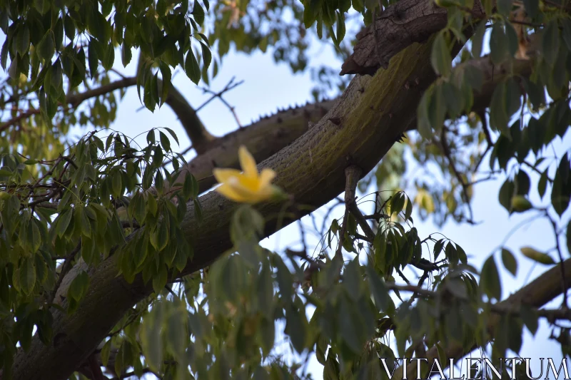 PHOTO Lush Tree Branch and Yellow Flower