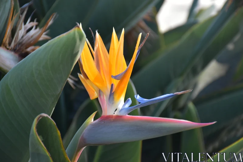 PHOTO Tropical Bird of Paradise Blossom