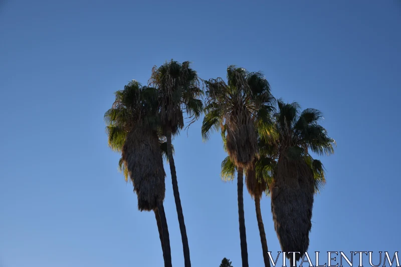 PHOTO Tropical Palm Tree Silhouettes