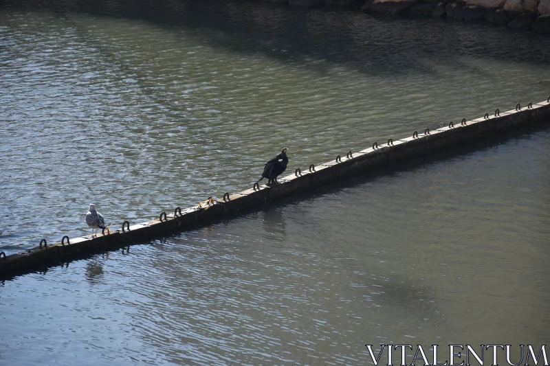 PHOTO Resting Birds on Water