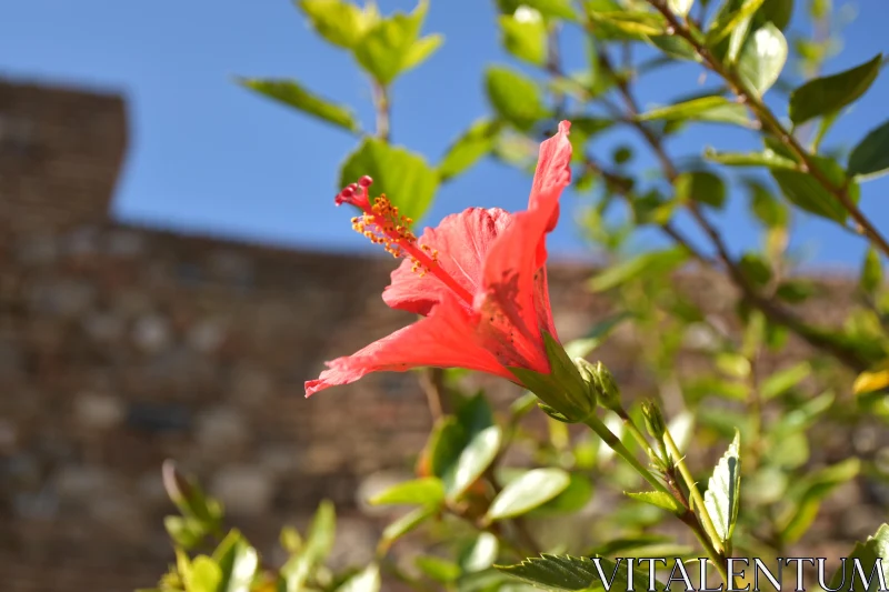 PHOTO Sunlit Red Hibiscus Flower