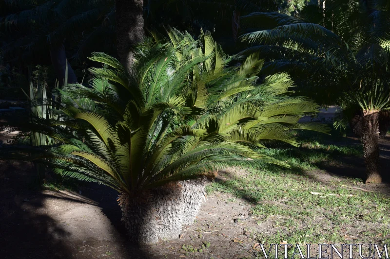 PHOTO Radiant Palm Foliage