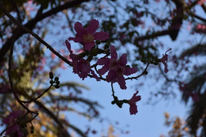 Tranquil Pink Flowers in Silhouette