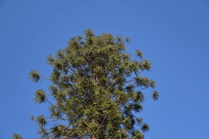 Tree and Sky Harmony