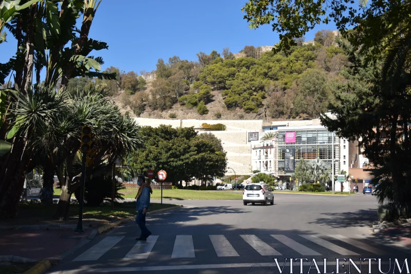 PHOTO Pedestrian Strolls Through Palm-Lined Street