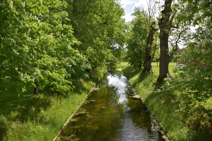 Tranquil Stream with Verdant Trees