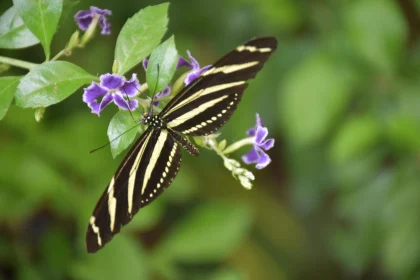 Butterfly with Bold Yellow Stripes