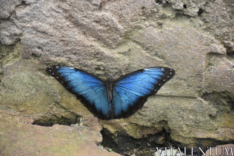 Blue Butterfly Rests Peacefully on Wall Free Stock Photo