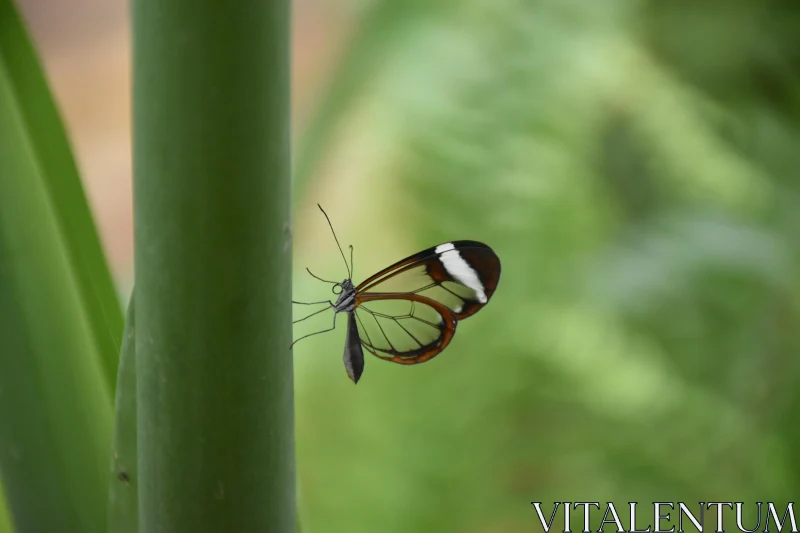 Transparent Wings of a Glasswing Butterfly Free Stock Photo