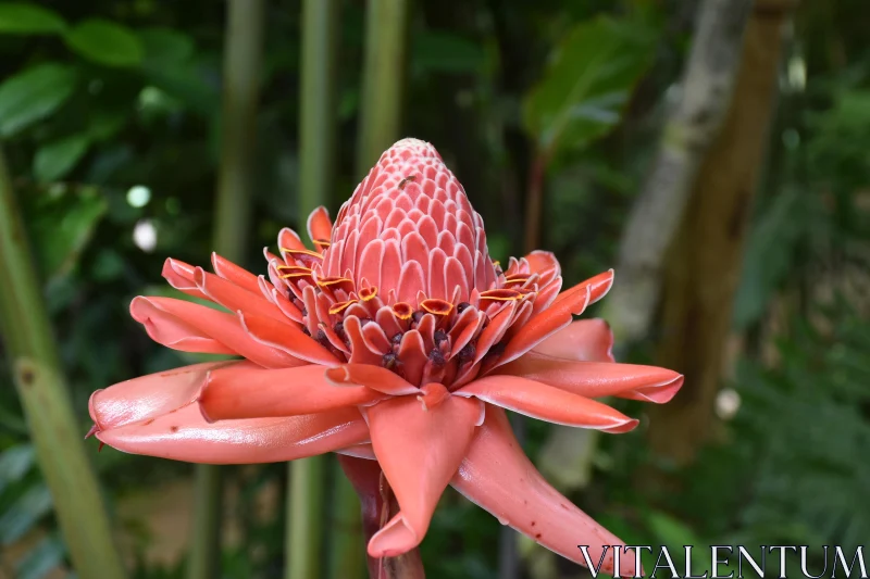 Red Torch Ginger Flower Close-Up Free Stock Photo