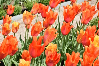 Sunlit Orange Tulip Garden