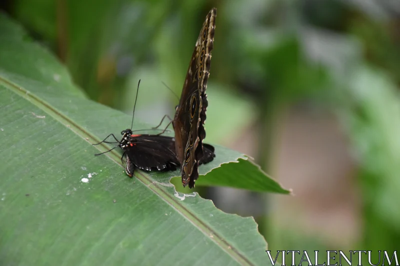 Butterfly on Green Leaf Examination Free Stock Photo