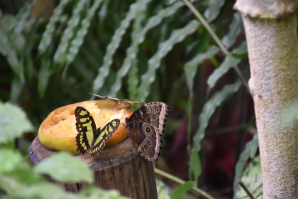 Butterflies on Fruit