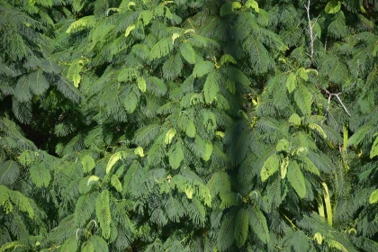 Lush Tropical Foliage