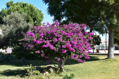 Colorful Bougainvillea in Bloom