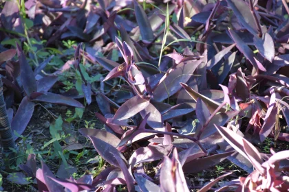 Sunlit Purple Garden Foliage