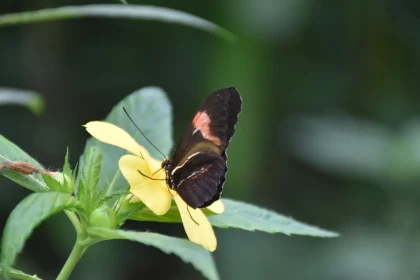 Butterfly Resting on Bloom