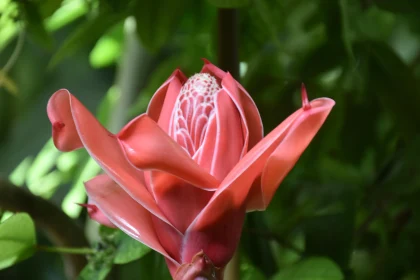 Exotic Pink Flower Close-Up