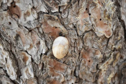 Snail Resting on Textured Tree Surface