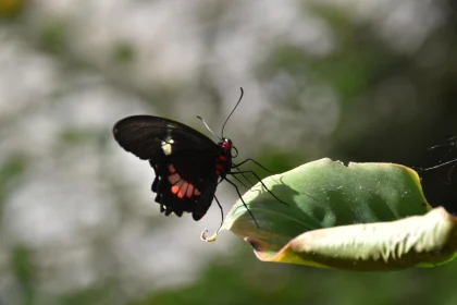 Butterfly Perched on Leaf