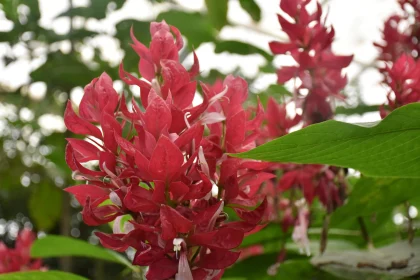 Spiral Petals in Nature