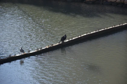 Resting Birds on Water