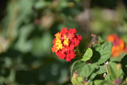 Colorful Lantana Blossoms in Nature