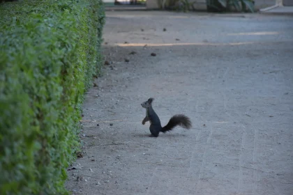 Standing Squirrel by Green Hedge