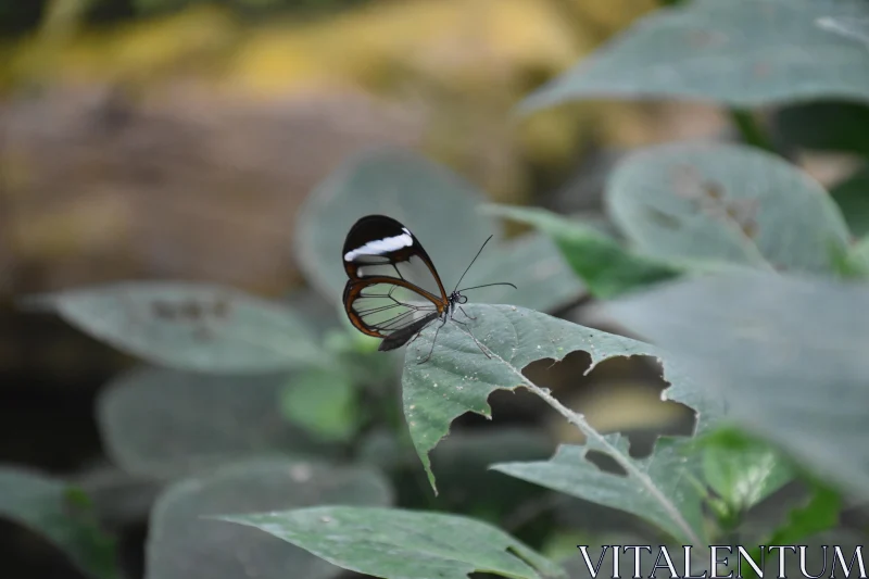 Transparent Butterfly in Pristine Nature Free Stock Photo