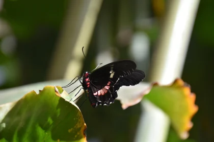 Butterfly with Red and White Markings