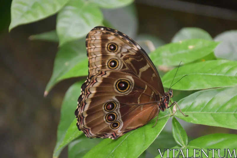 Butterfly with Eye Spots on Green Leaves Free Stock Photo