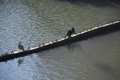 Peaceful Perch: Birds Resting by the Water