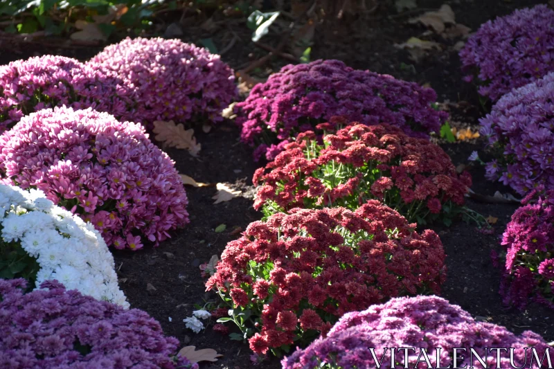 PHOTO Sunlit Garden Chrysanthemums