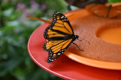 Butterfly and Feeder Harmony