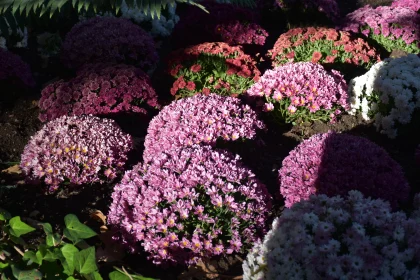 Sunlit Pink Flowers