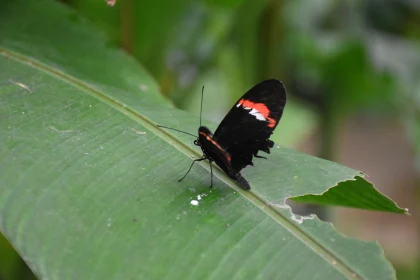 Black Butterfly with Red Accents on Leaf