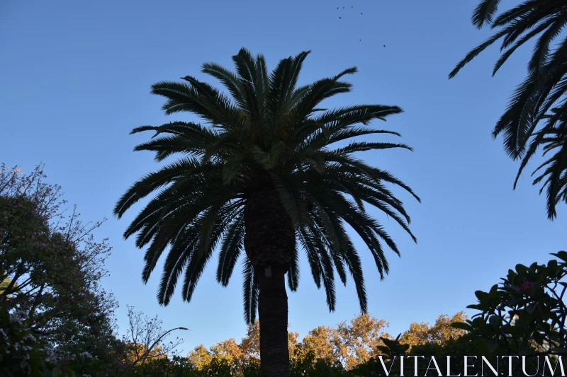 PHOTO Silhouetted Palm Tree in Tranquil Setting